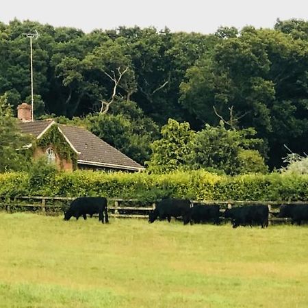 Yellowham Farm, Dorchester Higher Bockhampton Ngoại thất bức ảnh
