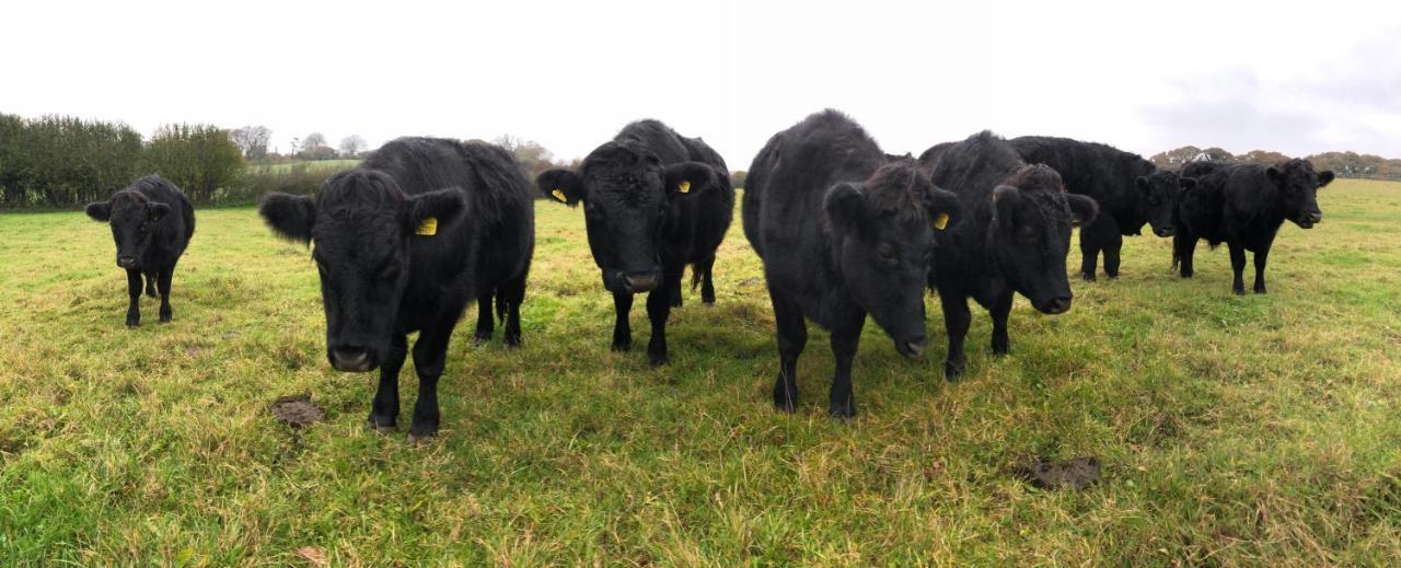 Yellowham Farm, Dorchester Higher Bockhampton Ngoại thất bức ảnh