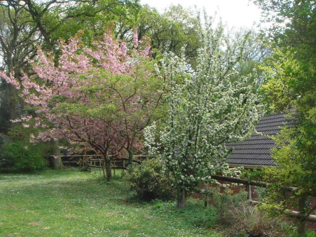 Yellowham Farm, Dorchester Higher Bockhampton Ngoại thất bức ảnh