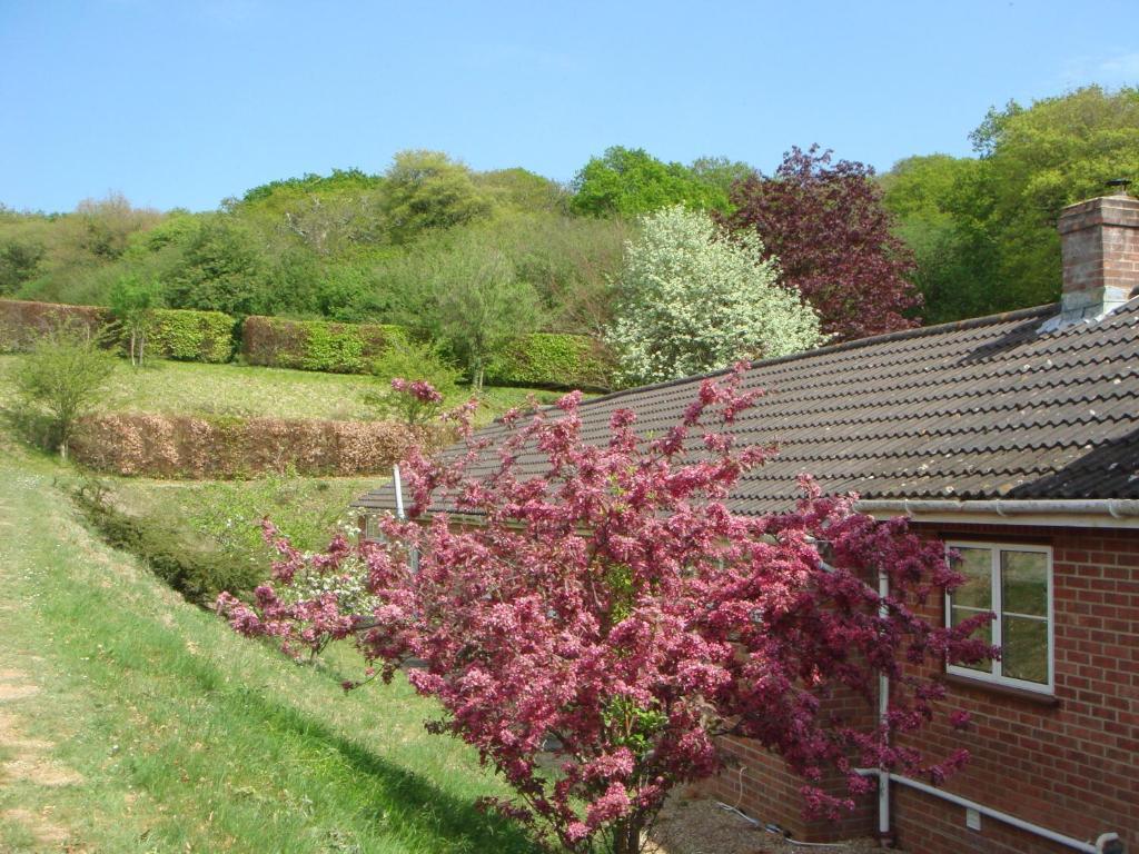 Yellowham Farm, Dorchester Higher Bockhampton Ngoại thất bức ảnh