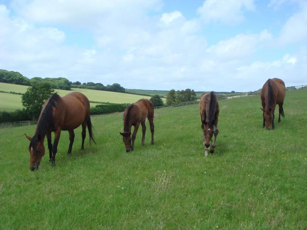 Yellowham Farm, Dorchester Higher Bockhampton Ngoại thất bức ảnh