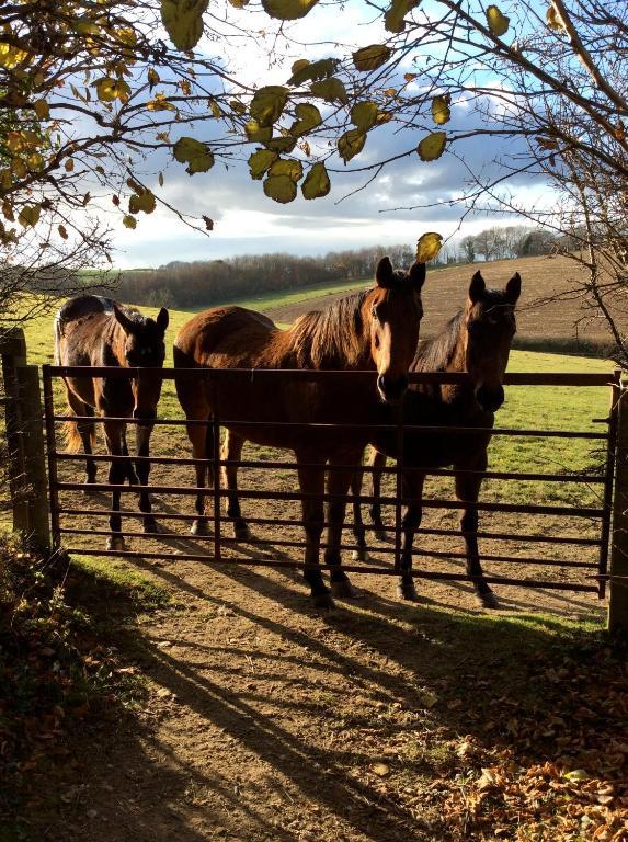 Yellowham Farm, Dorchester Higher Bockhampton Ngoại thất bức ảnh